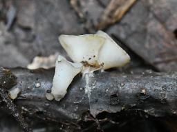 Cudoniella tenuispora