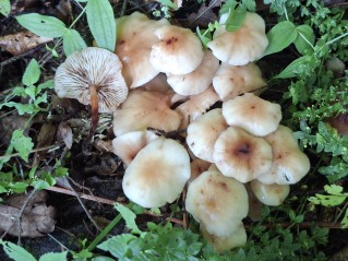 Gymnopus fusipes