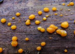 Dacrymyces stillatus