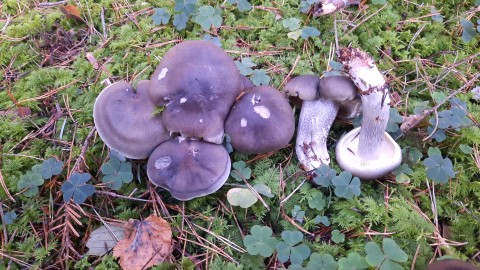 Tricholoma saponaceum