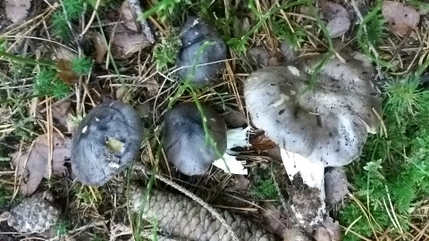 Tricholoma portentosum