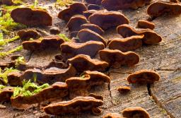 Hymenochaete rubiginosa