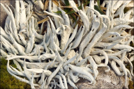 Thamnolia vermicularis subsp. vermicularis
