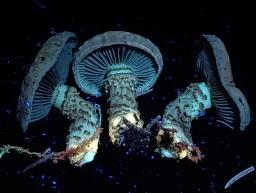 Mallocybe terrigena