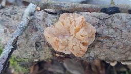 Naematelia encephala