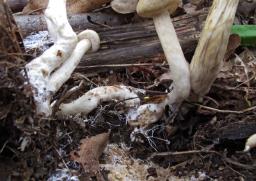 Agrocybe praecox