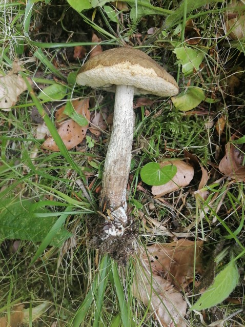 Leccinellum pseudoscabrum