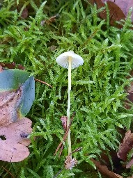 Mycena epipterygia