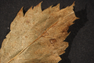 Ochropsora ariae