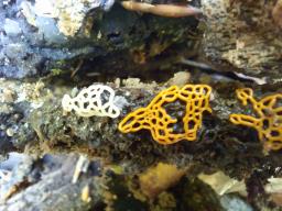 Hemitrichia serpula