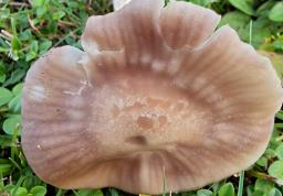 Cuphophyllus canescens