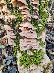 Phlebia tremellosa