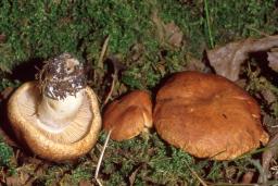 Cystinarius crassus