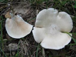 Clitopilus prunulus
