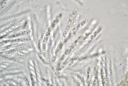 Cosmospora arxii