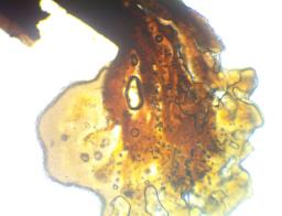 Gracilistilbella clavulata