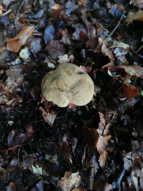 Caloboletus calopus
