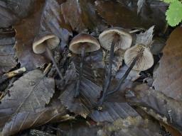 Macrocystidia cucumis