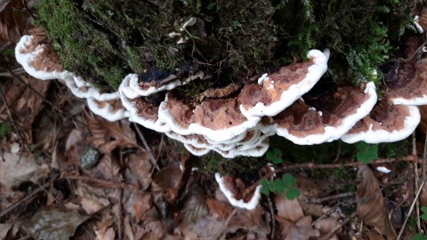 Heterobasidion annosum