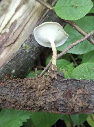 Lentinus substrictus