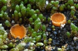 Octospora leucoloma