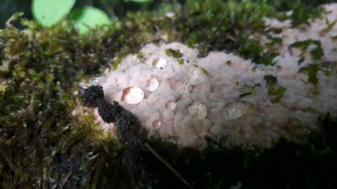 Rhodonia placenta