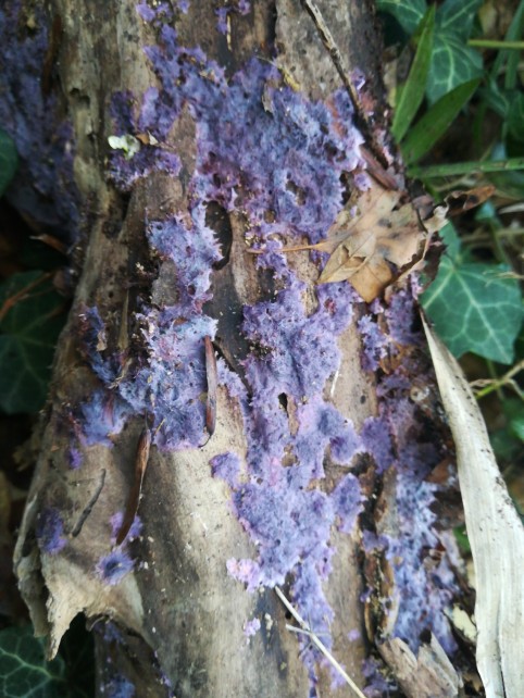 Terana coerulea