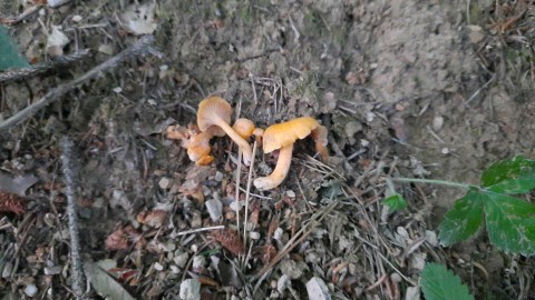 Cantharellus friesii