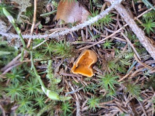 Caloscypha fulgens