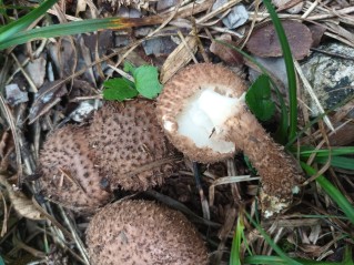 Echinoderma calcicola