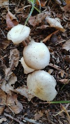 Rhodocollybia butyracea