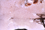 Heterobasidion annosum
