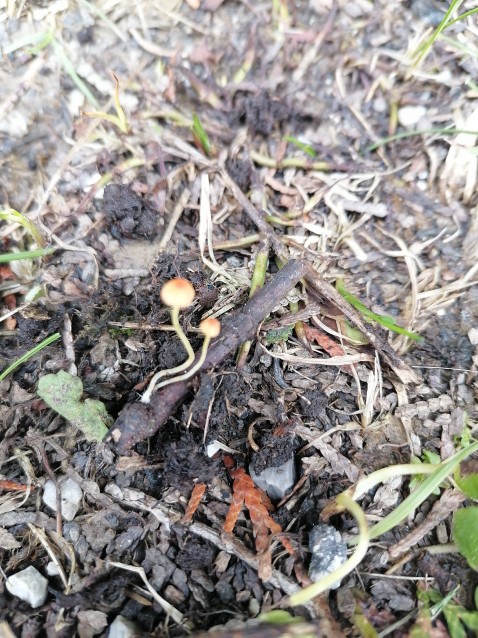 Pruinomycena acicula