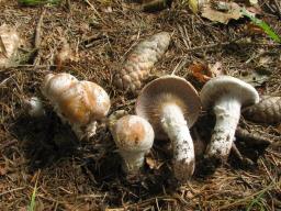Cortinarius claricolor