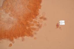 Calyptella capula