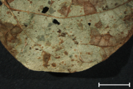 Uromyces appendiculatus