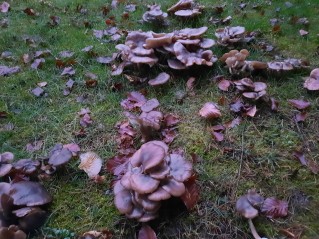 Lyophyllum loricatum