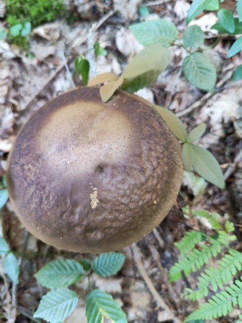 Leccinellum pseudoscabrum