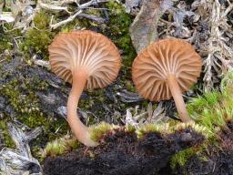 Omphalina pyxidata