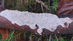Podofomes mollis