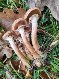 Armillaria ostoyae