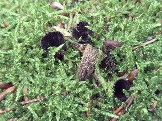 Cyathus striatus