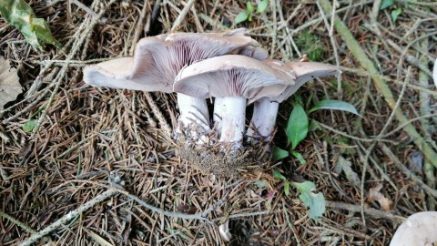 Lepista glaucocana
