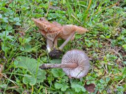 Entoloma catalaunicum