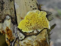 Antrodiella citrinella