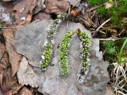 Taphrina johansonii