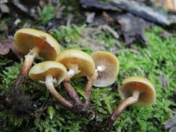 Kuehneromyces mutabilis