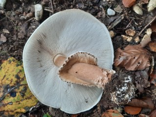 Echinoderma asperum