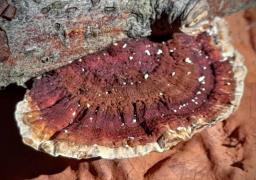 Daedaleopsis tricolor