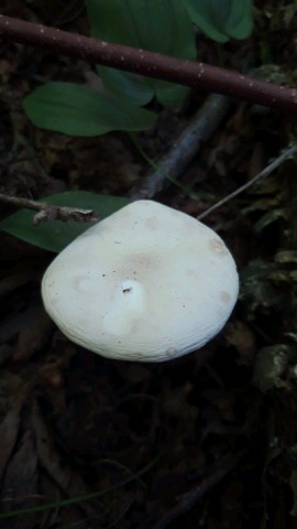 Tricholoma evenosum